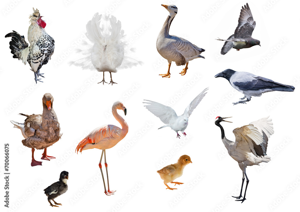 Obraz premium set of eleven birds isolated on white