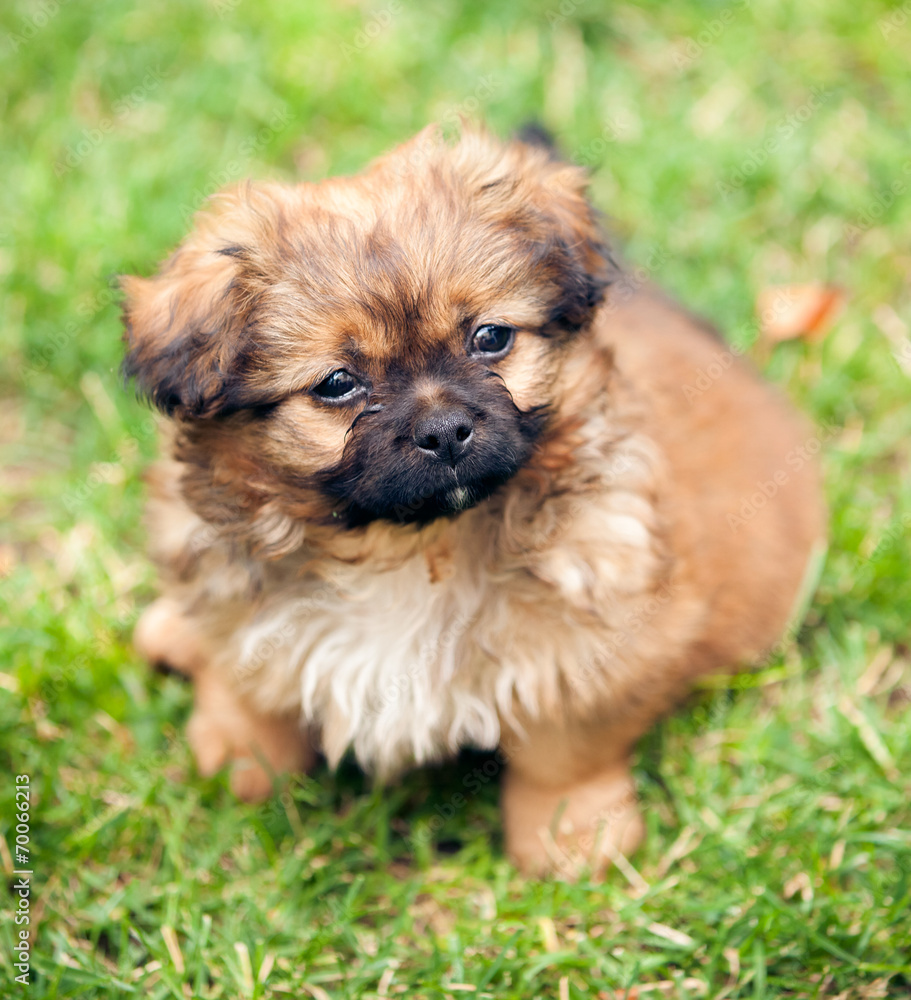 Pekingese on resting on the grass/Pekingese Pekingese on resting on the grass/Pekingese