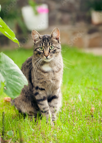 gray domestic cat walking on green grass