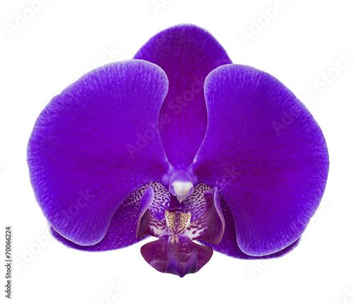 large dark purple orchid flower on white