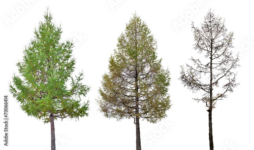 three larch stage isolated on white