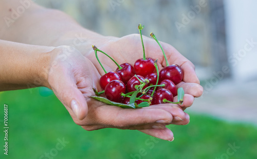 woman eats ripe red sweet cherries outdoors © liandstudio