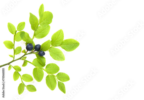Blueberry branch