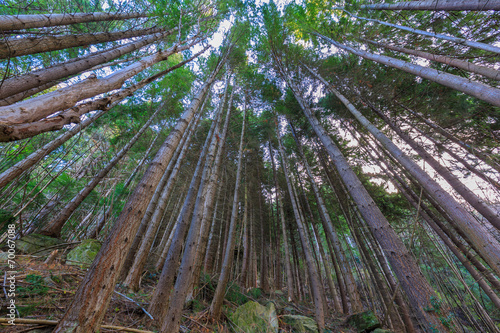 Pine forest in Queenstown New Zealand