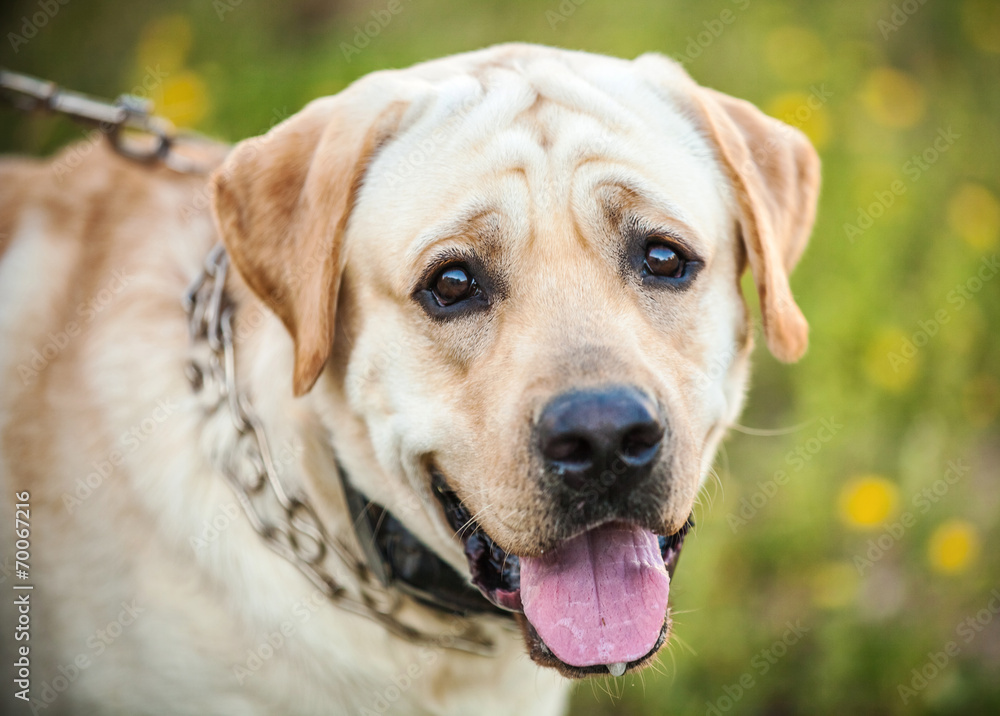 labrador retriever on nature