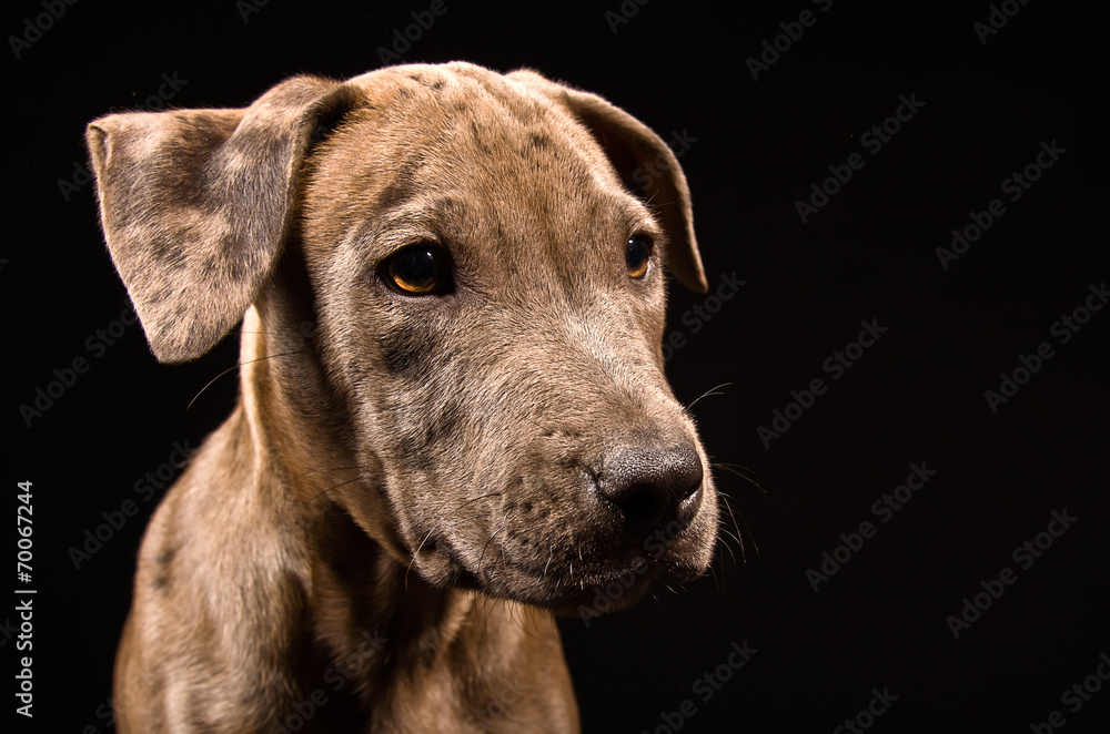 Portrait of a cute puppy pitbull