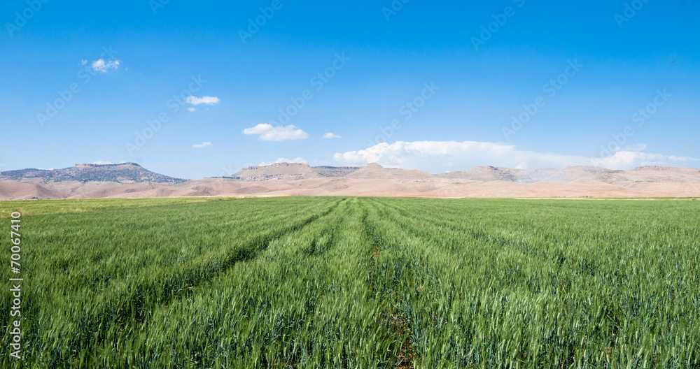 Wheat field Wheat field