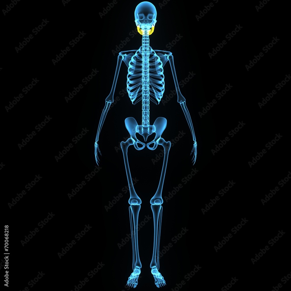 _Skull_Lower part _Skull_Lower part