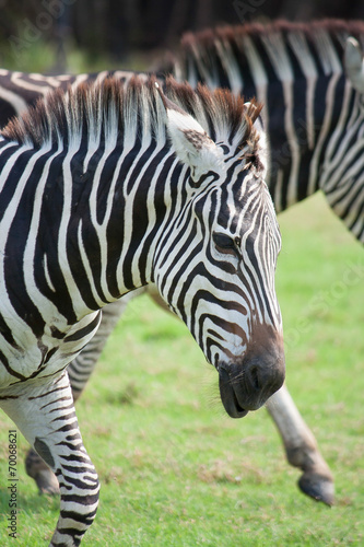 Running zebra