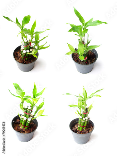 ribbon plant in pot on white background