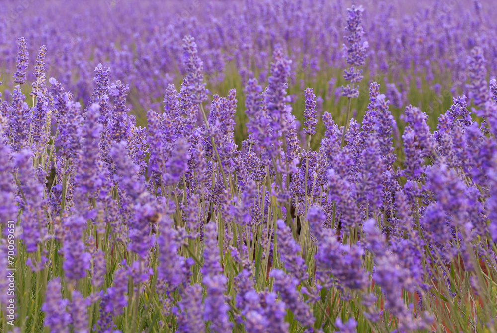 lavender