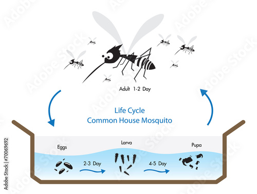 Life Cycle Common House Mosquito Vecto photo