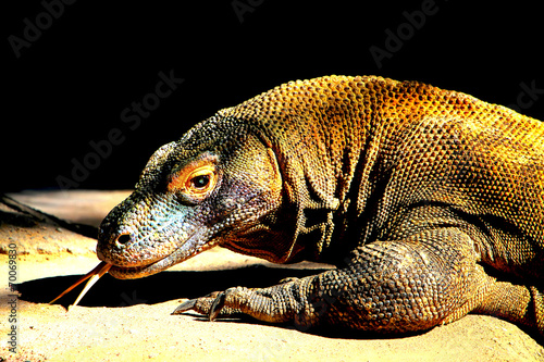 Komodo dragon