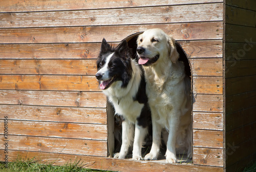 Border collie and Golden Retriever at doghouse