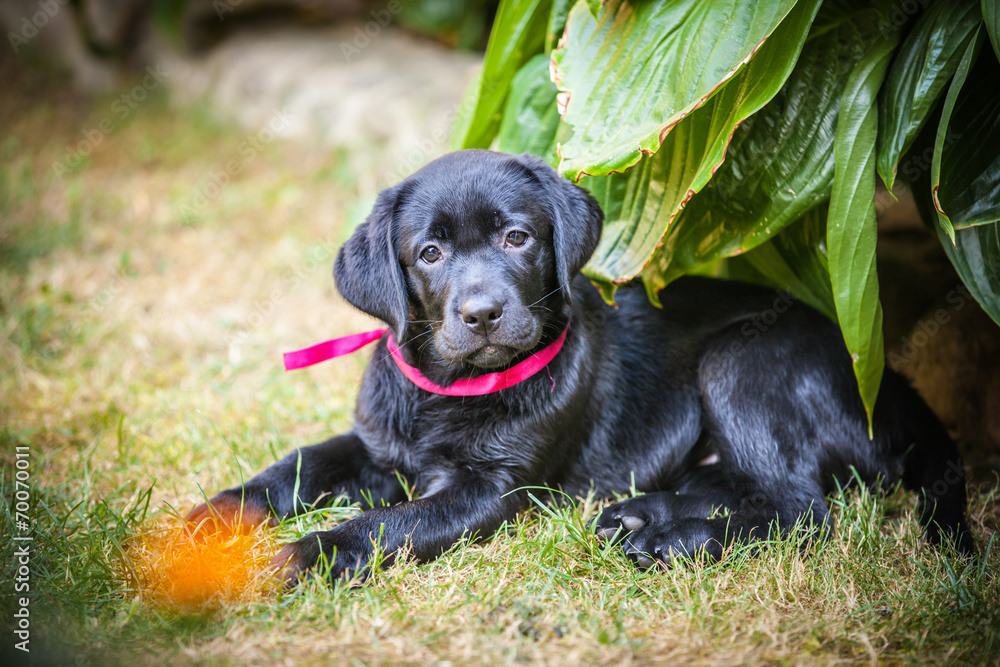 Black labrador retriever puppy in the yard Black labrador retriever puppy in the yard