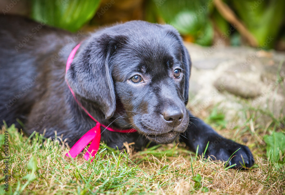Black labrador retriever puppy in the yard Black labrador retriever puppy in the yard