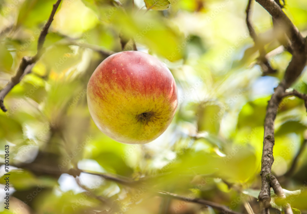 Apple on branch Apple on branch