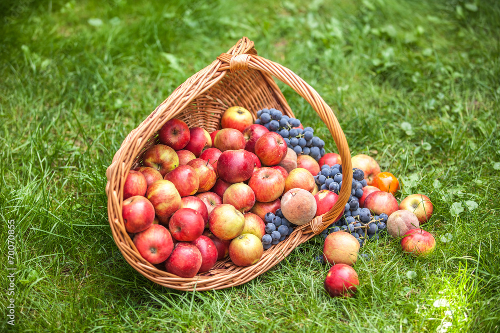 Basket with fruit on a green grass Basket with fruit on a green grass