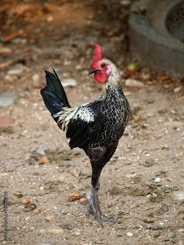 Poultry - birch Modern English Game bantam rooster