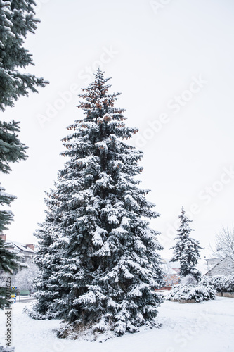 conifer tree in winter