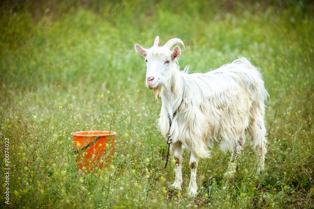 Obraz premium white goat