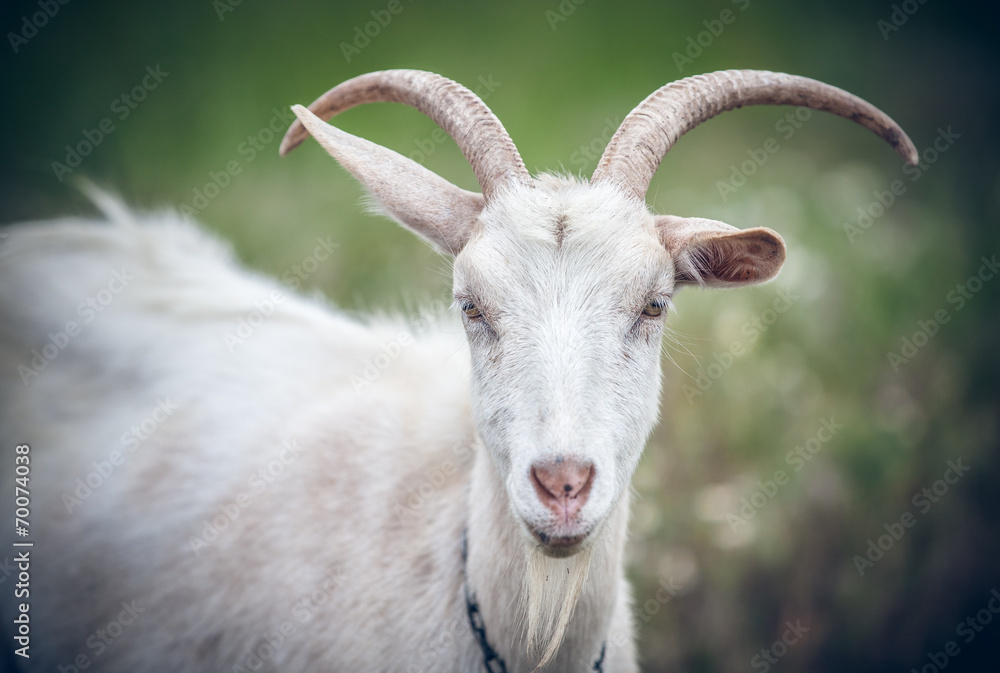 white goat white goat