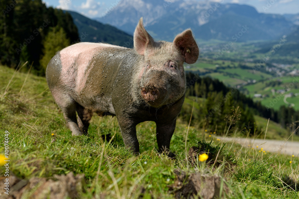 Schwein auf der Alm