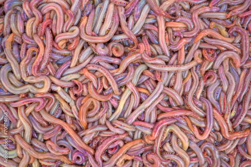 A large group of bloodworms