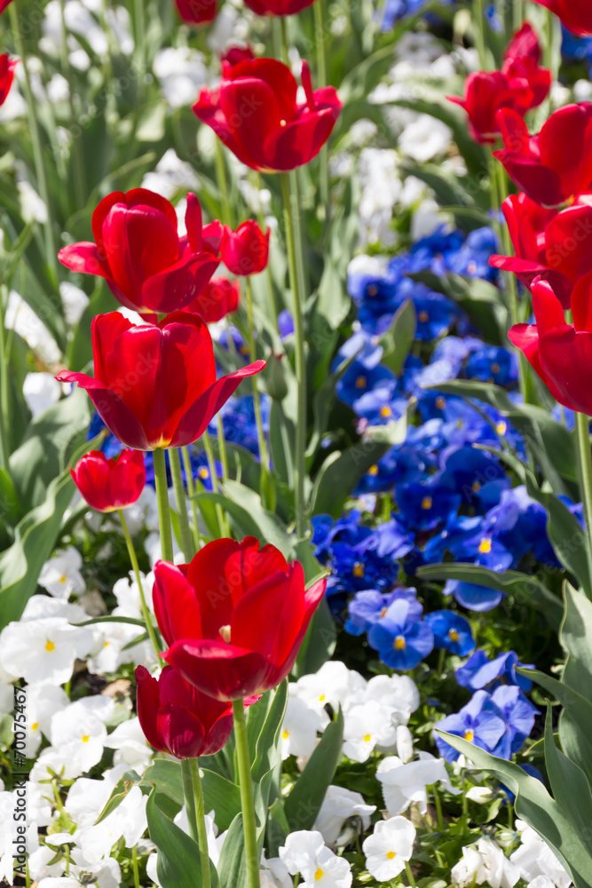 Red, White and Blue Flowers