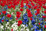 Red, White and Blue Flowers