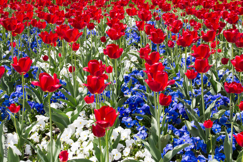 Fototapeta Naklejka Na Ścianę i Meble -  Red, White and Blue Flowers