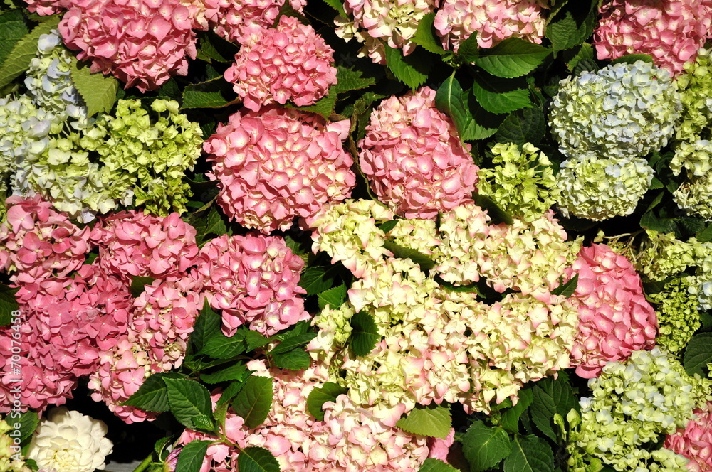 hydrangea