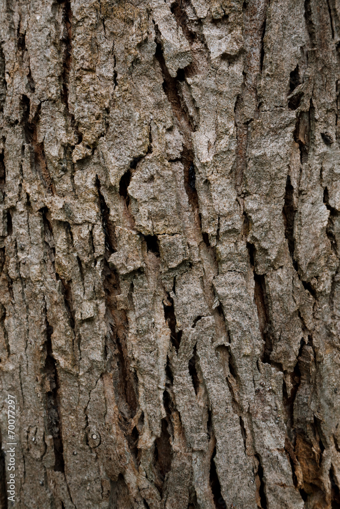Fototapeta premium Wood texture