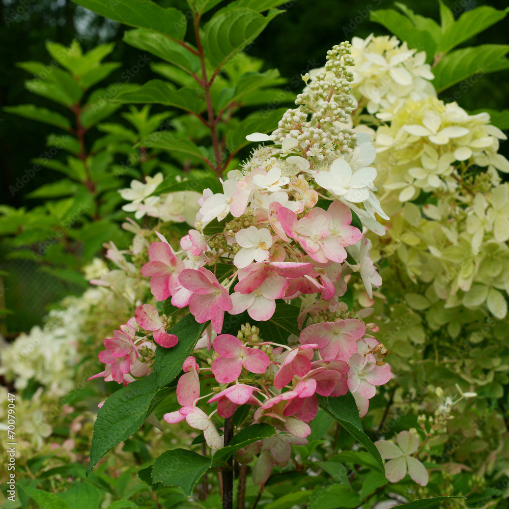 Fototapeta premium Hydrangea paniculata Phantom