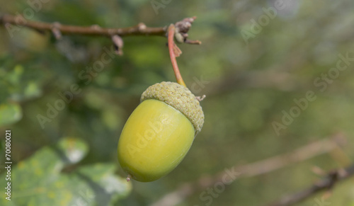 acorn from oak trees