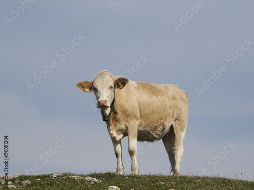 Vaca en la Alta Saboya (Francia) photo