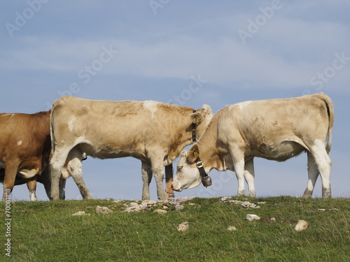 Vacas pastando en la Alta Saboya (Francia) photo