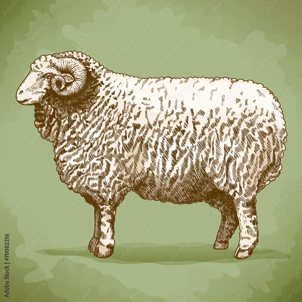 Obraz premium vector illustration of engraving ram