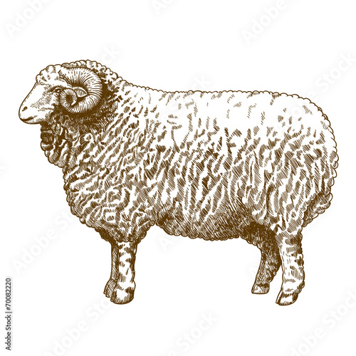 vector illustration of engraving ram photo