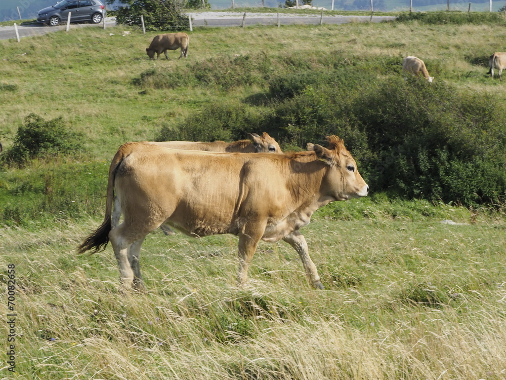 Vaca en la Alta Saboya (Francia) Vaca en la Alta Saboya (Francia)