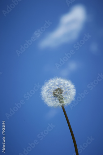 dandelion