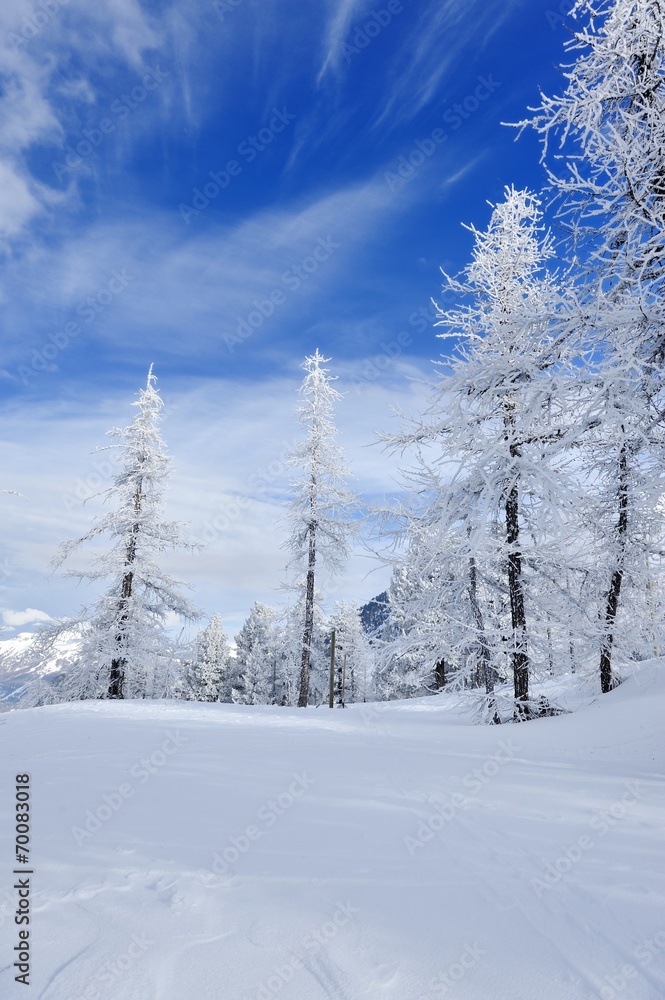 forêt en hiver forêt en hiver