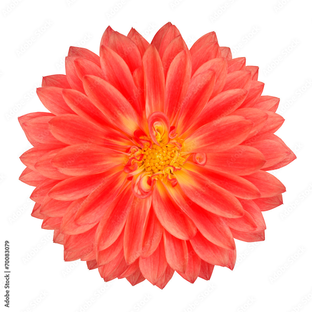 Fototapeta premium Red Pot Marigold Gerbera Flower Isolated on White