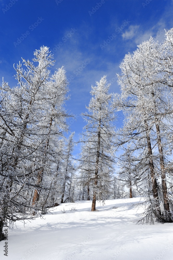 forêt en hiver