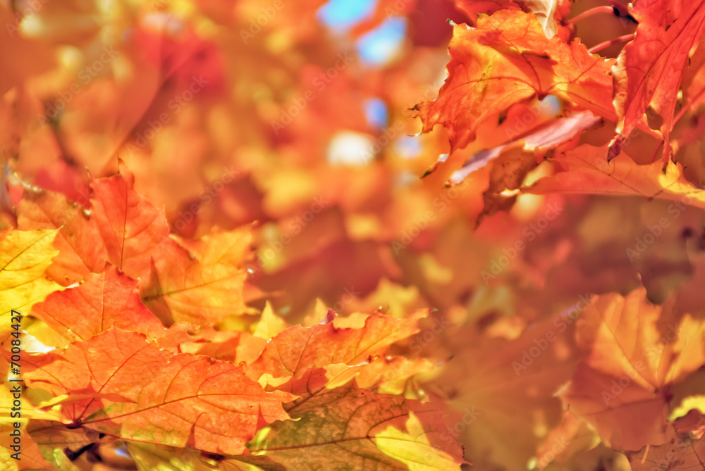 Maple leaves autumn background