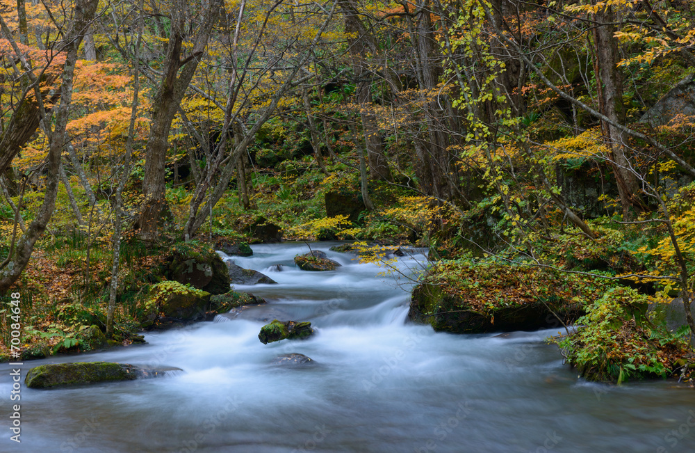 Oirase gorge in Autumn, in Aomori, Japan Oirase gorge in Autumn, in Aomori, Japan