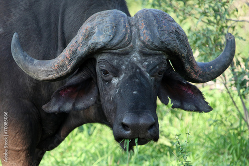 Cape Buffalo  Kruger Park  South Africa             .       
