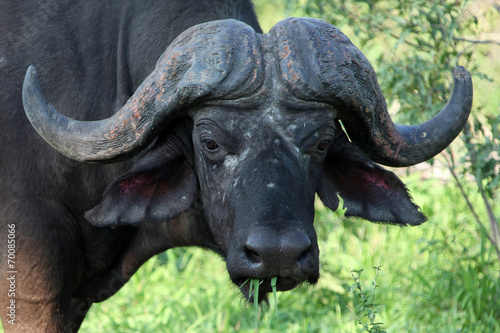 Cape Buffalo, Kruger Park, South Africa Буйвол. Бык