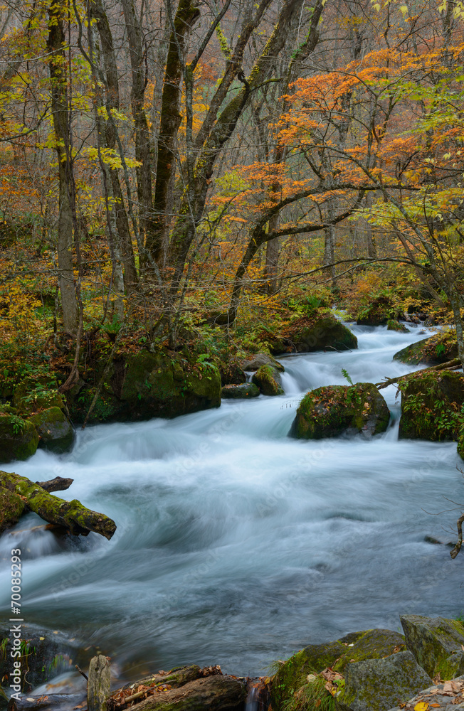 Oirase gorge in Autumn, in Aomori, Japan