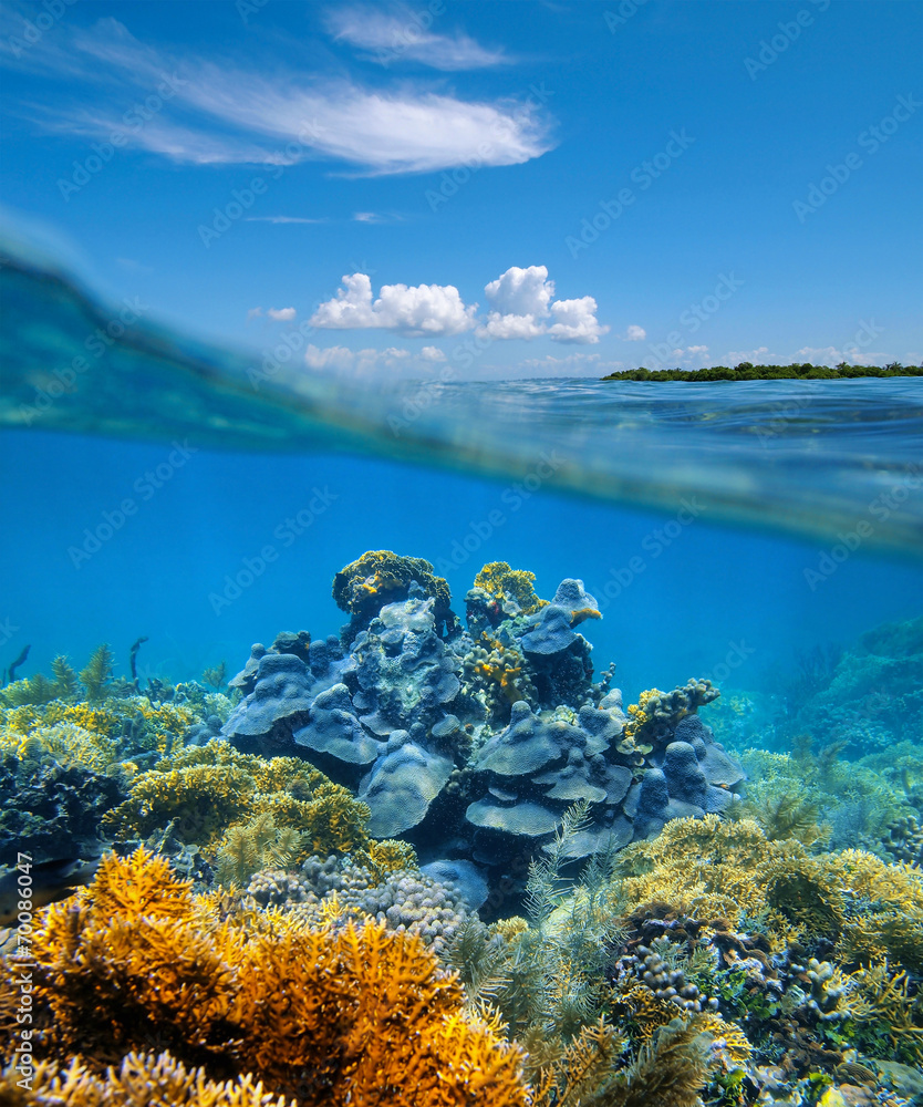 Fototapeta premium Over-under split view coral reef underwater